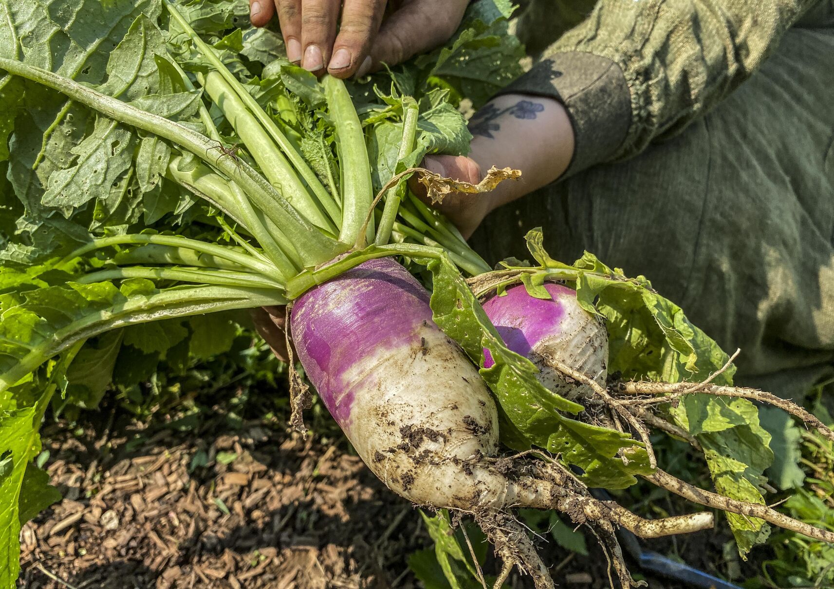 ODonnell_NM_Taos_TLT_RFP_YCC_VGHS_garden_food_ag-033-2.jpg